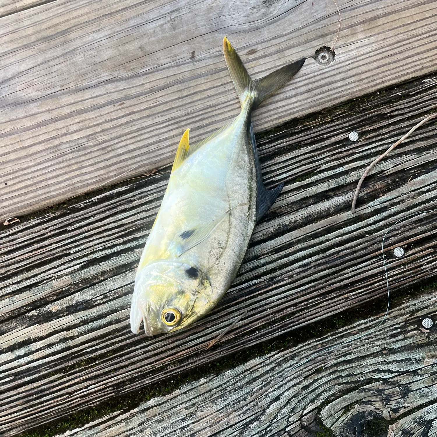 Crevalle jack caught on Fishbrain