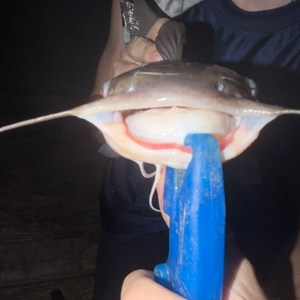 White bullhead caught on Fishbrain