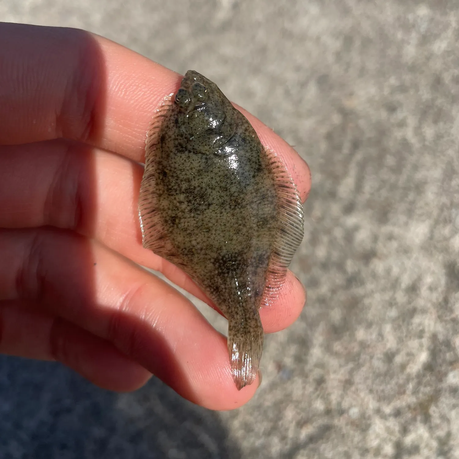 The most recent European plaice catches on Fishbrain