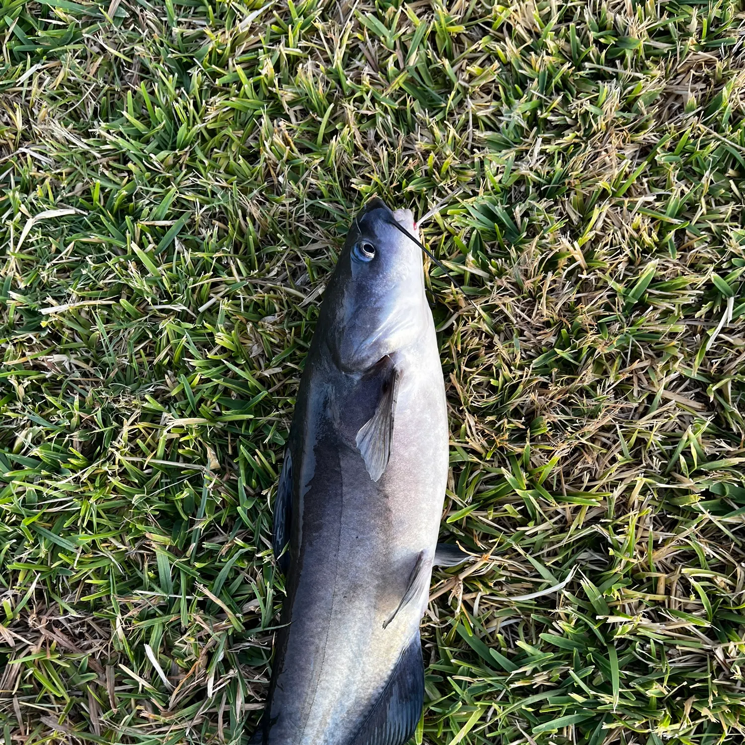 Blue catfish caught on Fishbrain