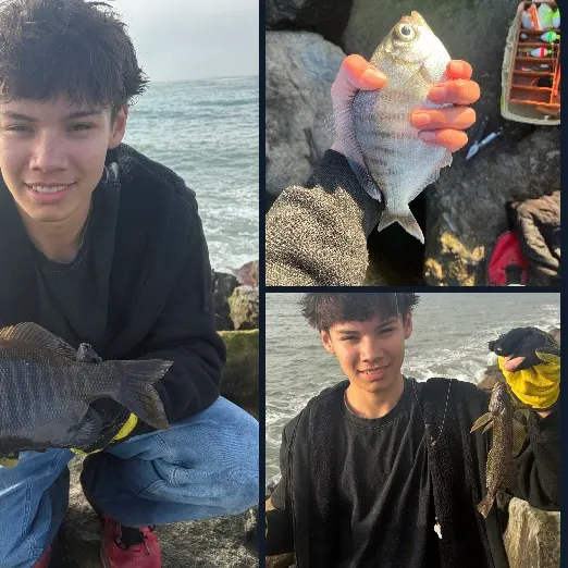 The most recent Black perch catches on Fishbrain