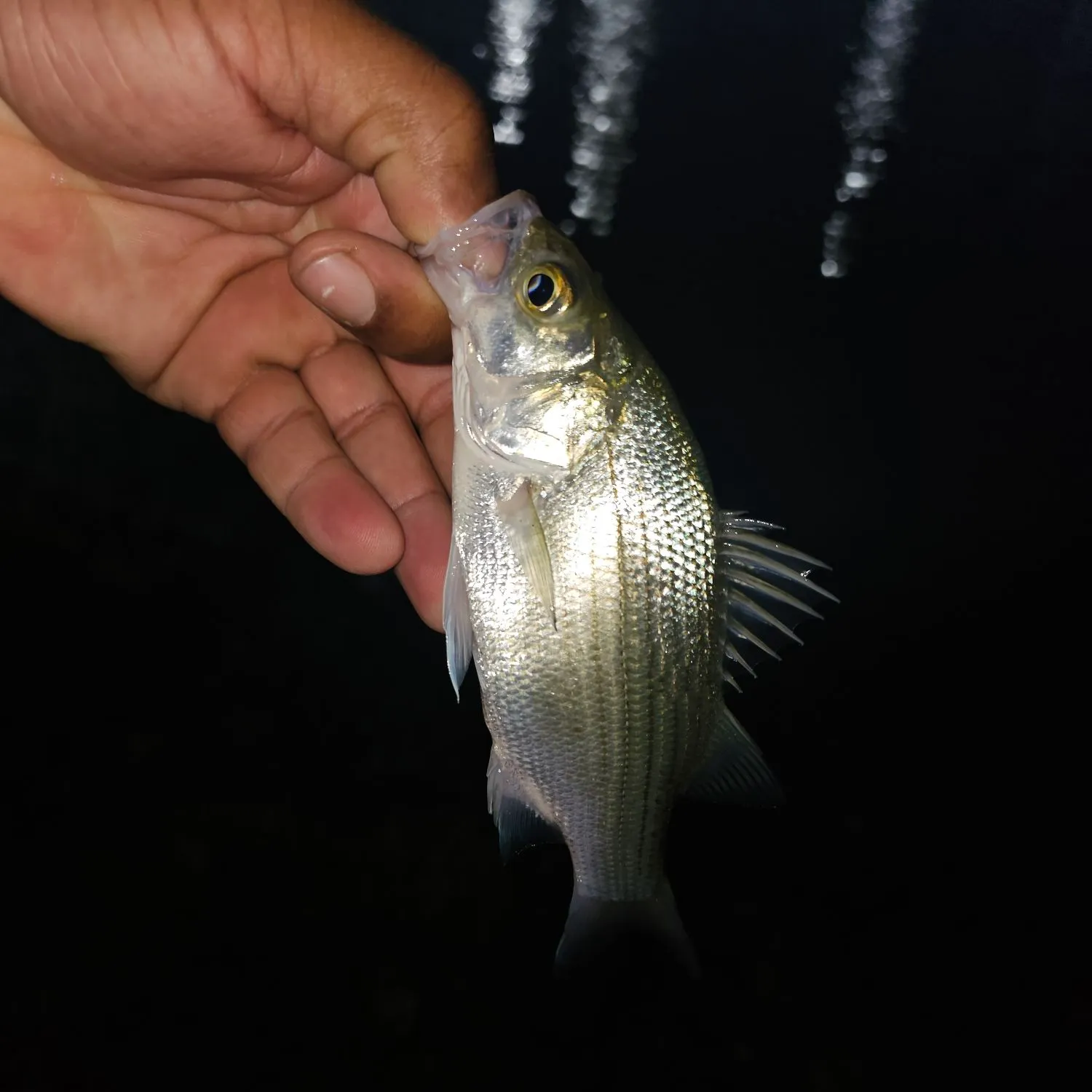 White bass caught on Fishbrain