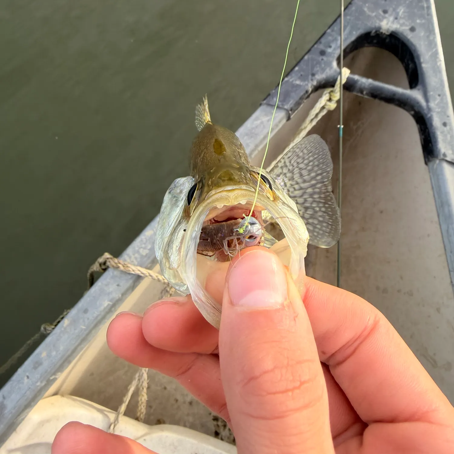 White crappie caught on Fishbrain