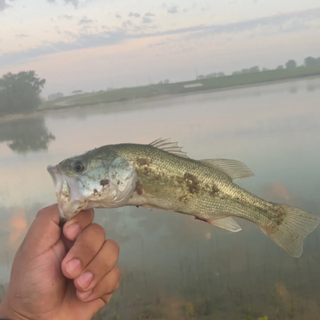 Largemouth bass caught on Fishbrain