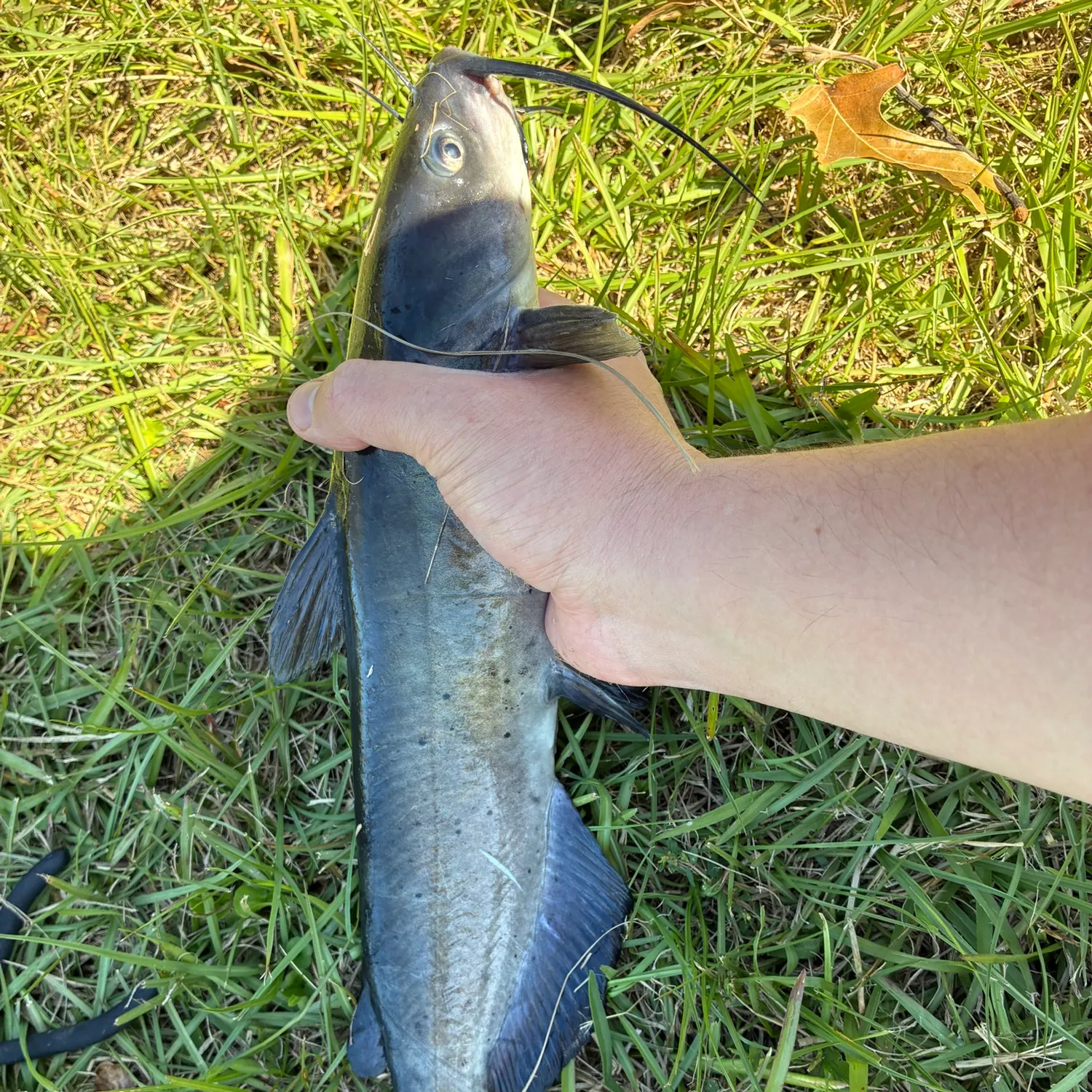 Channel catfish caught on Fishbrain