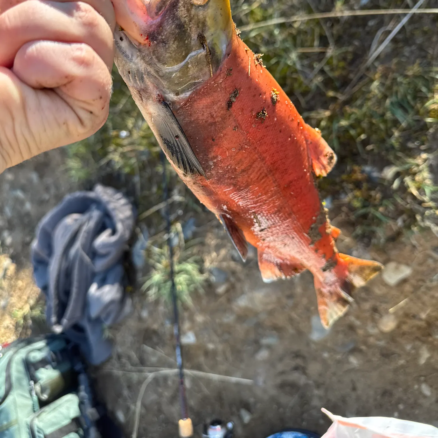Kokanee salmon caught on Fishbrain