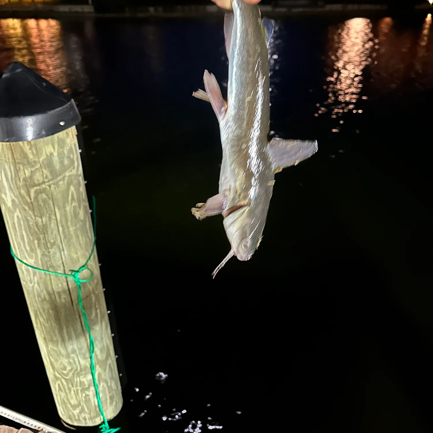 The most recent Hardhead sea catfish catches on Fishbrain