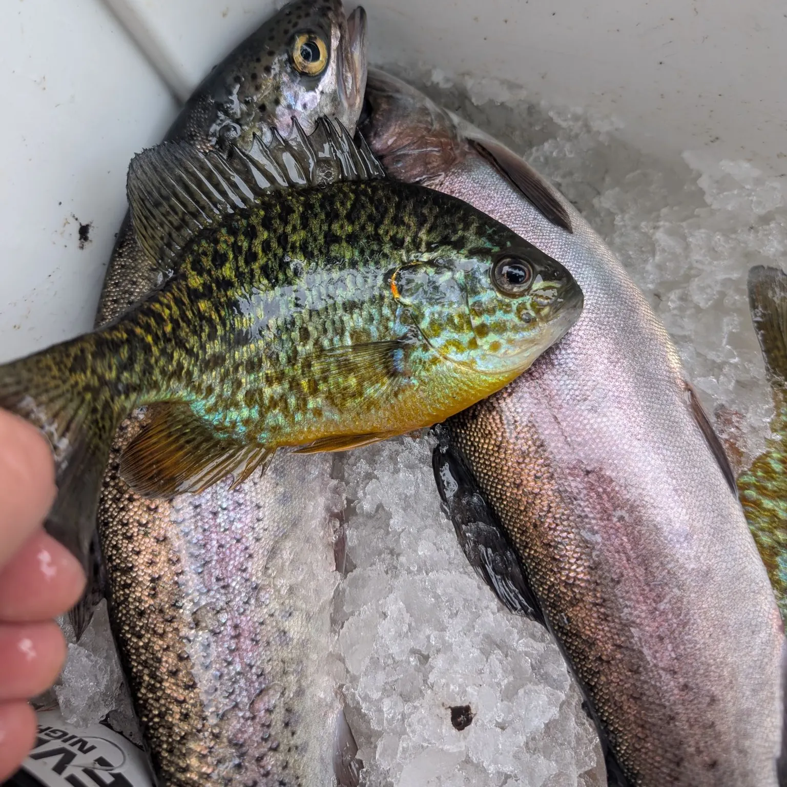 The most recent Pumpkingill hybrid catches on Fishbrain