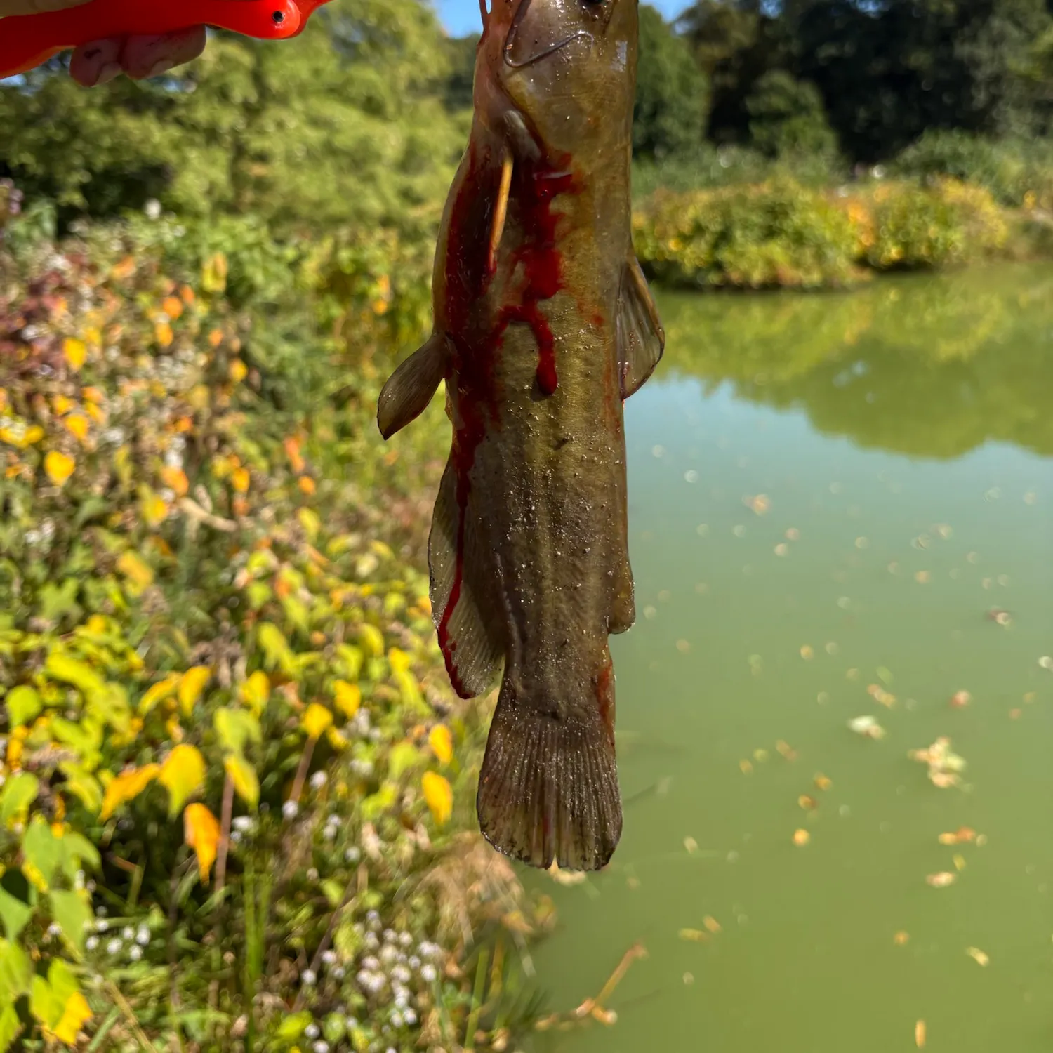 Yellow bullhead caught on Fishbrain