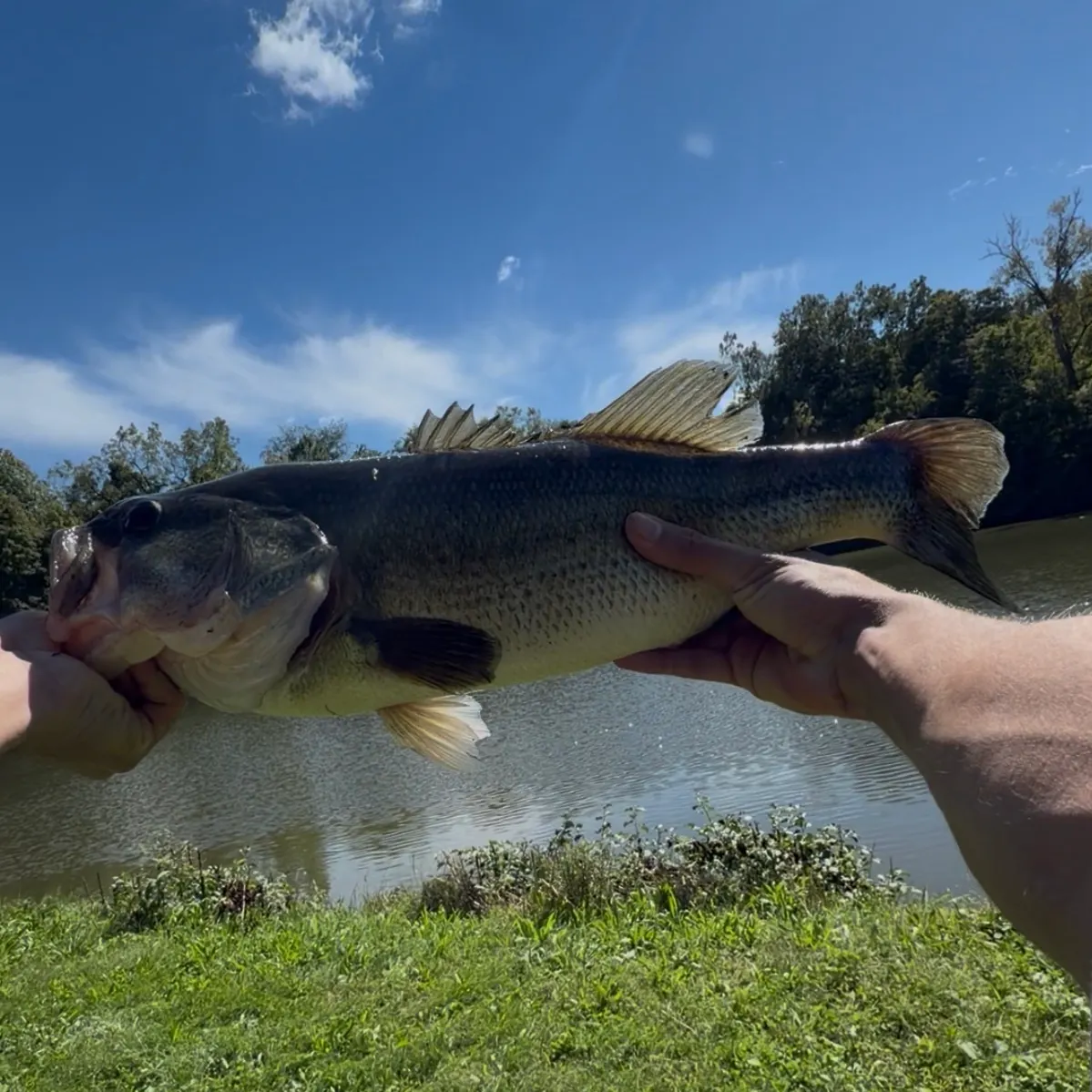 Largemouth bass caught on Fishbrain