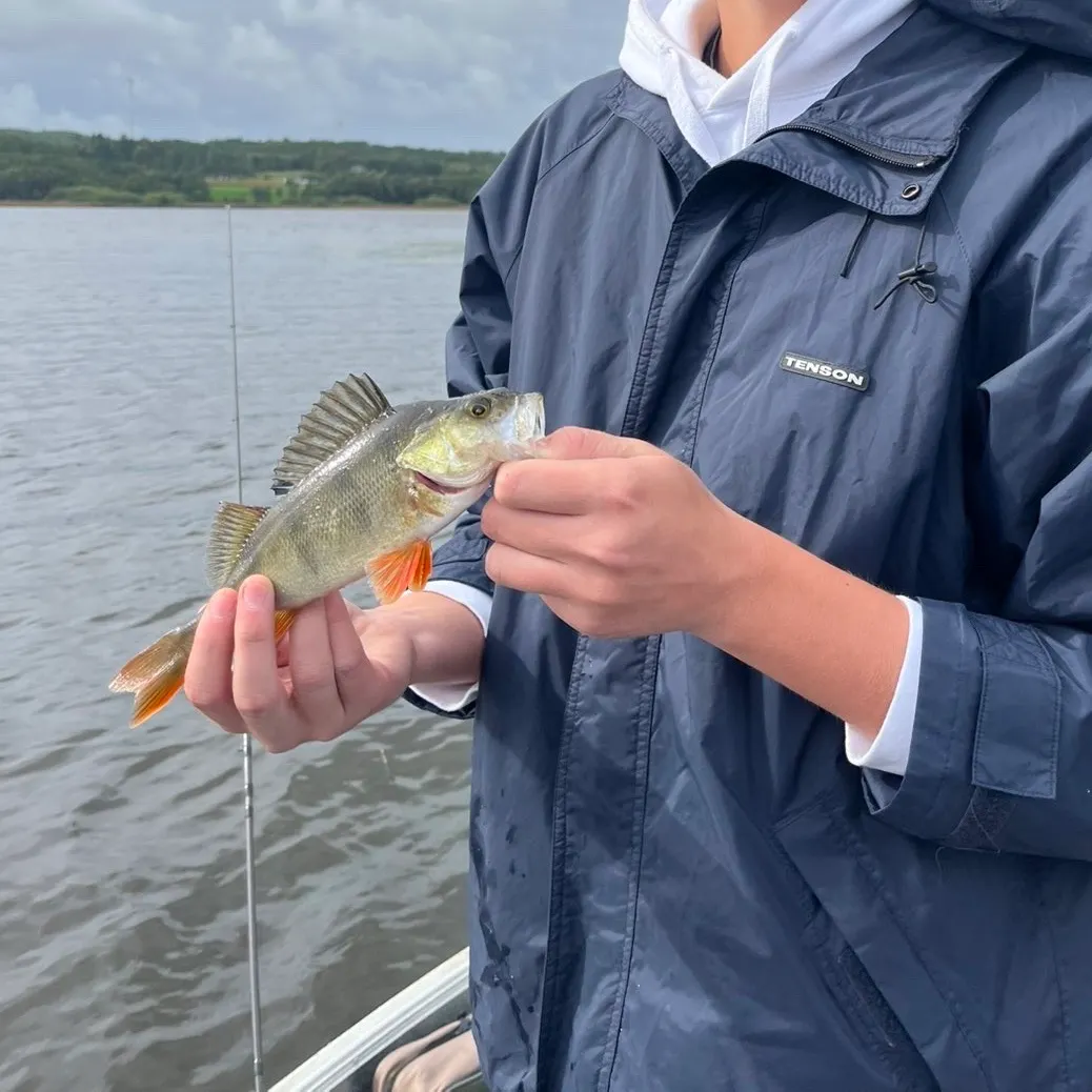 European perch caught on Fishbrain