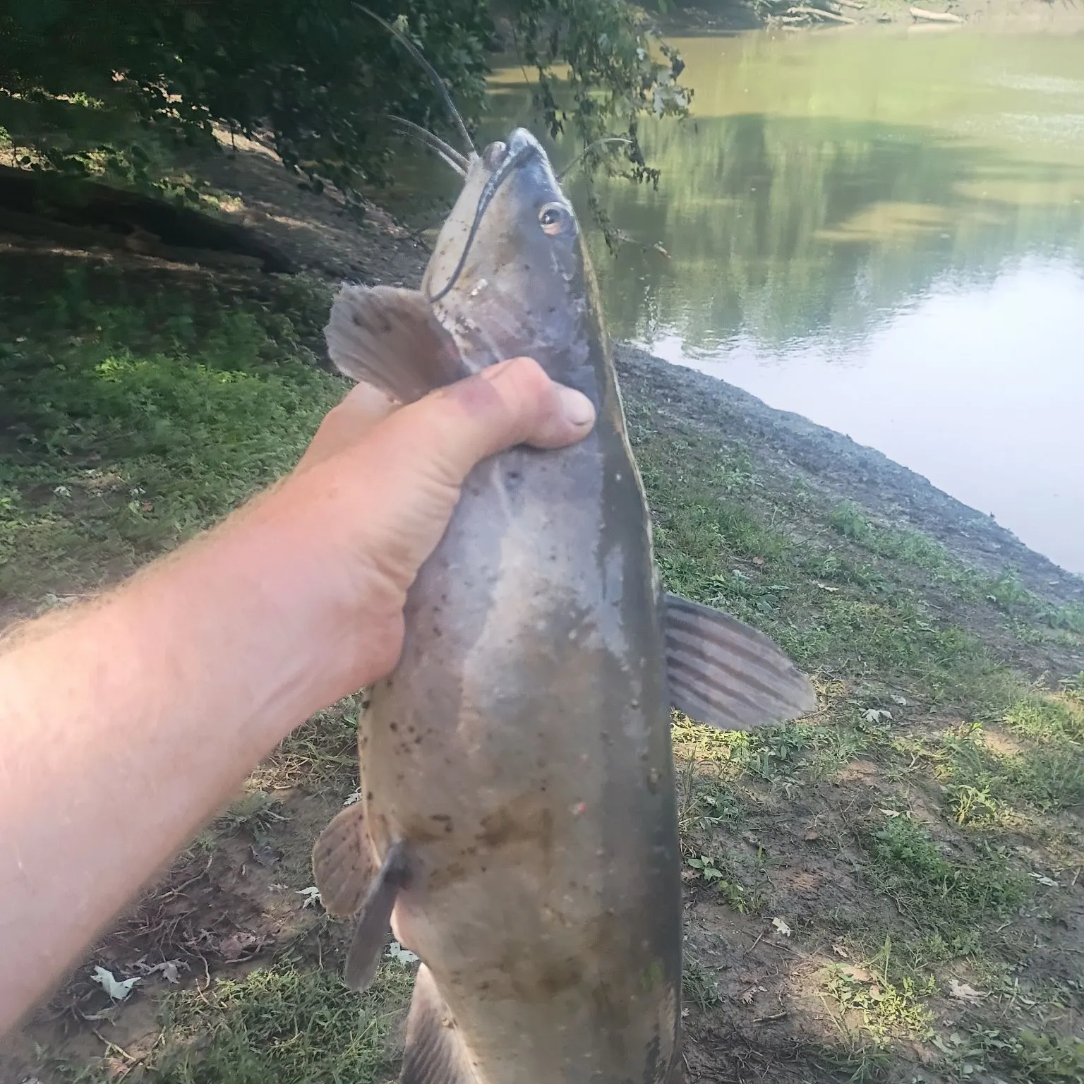 Channel catfish caught on Fishbrain