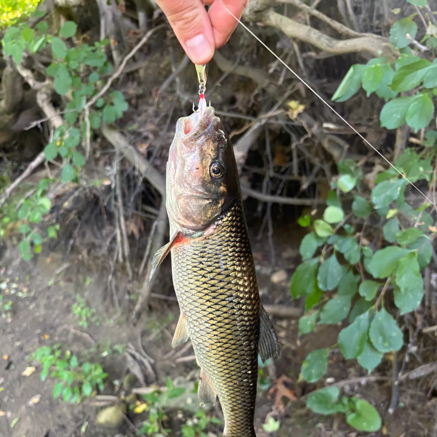 Fallfish caught on Fishbrain