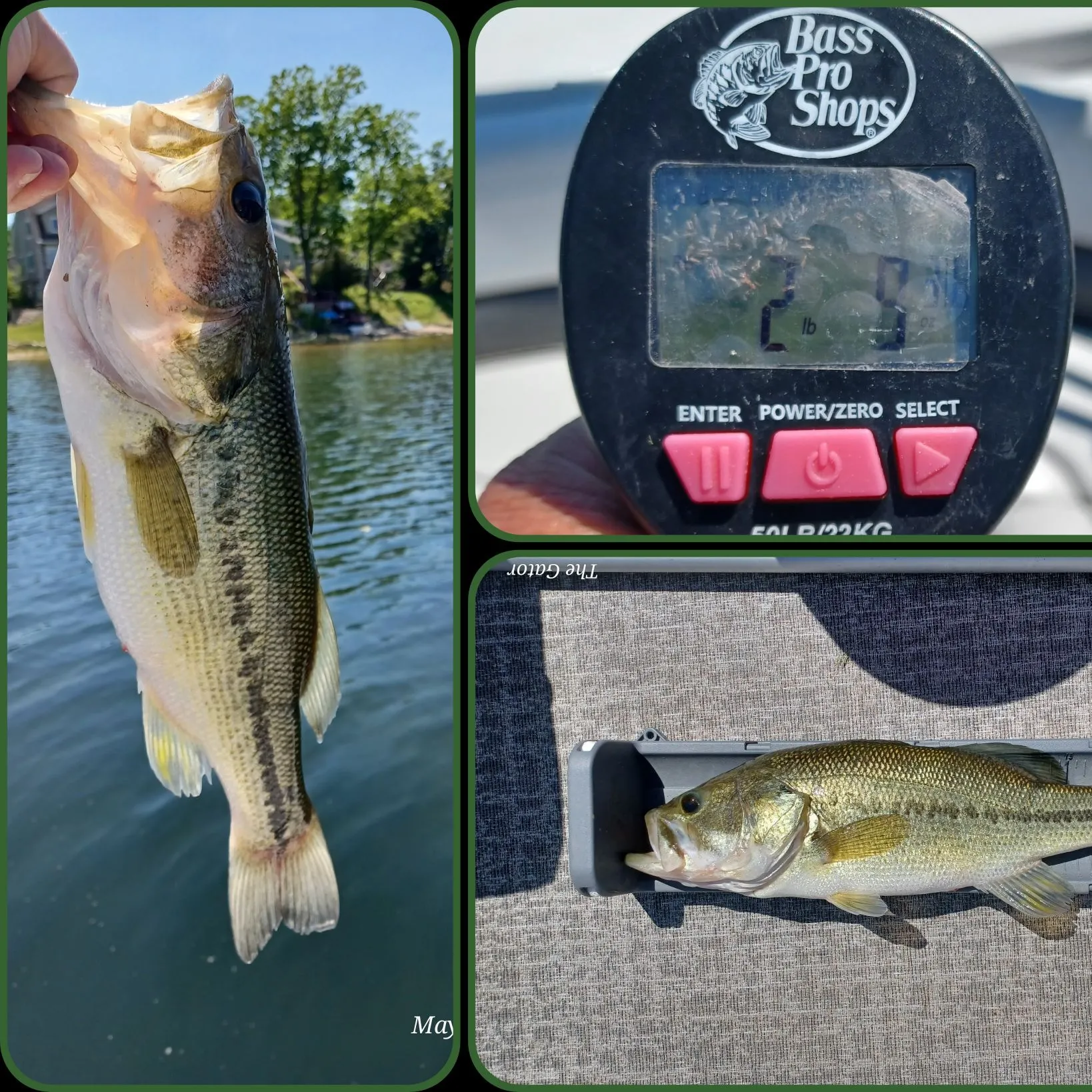 recently logged catches