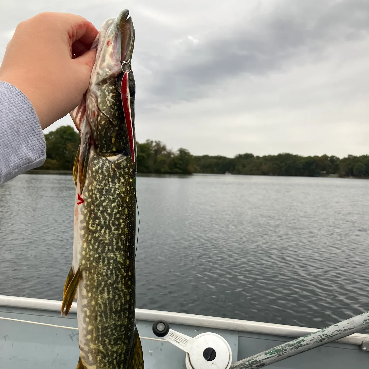 Northern pike caught on Fishbrain