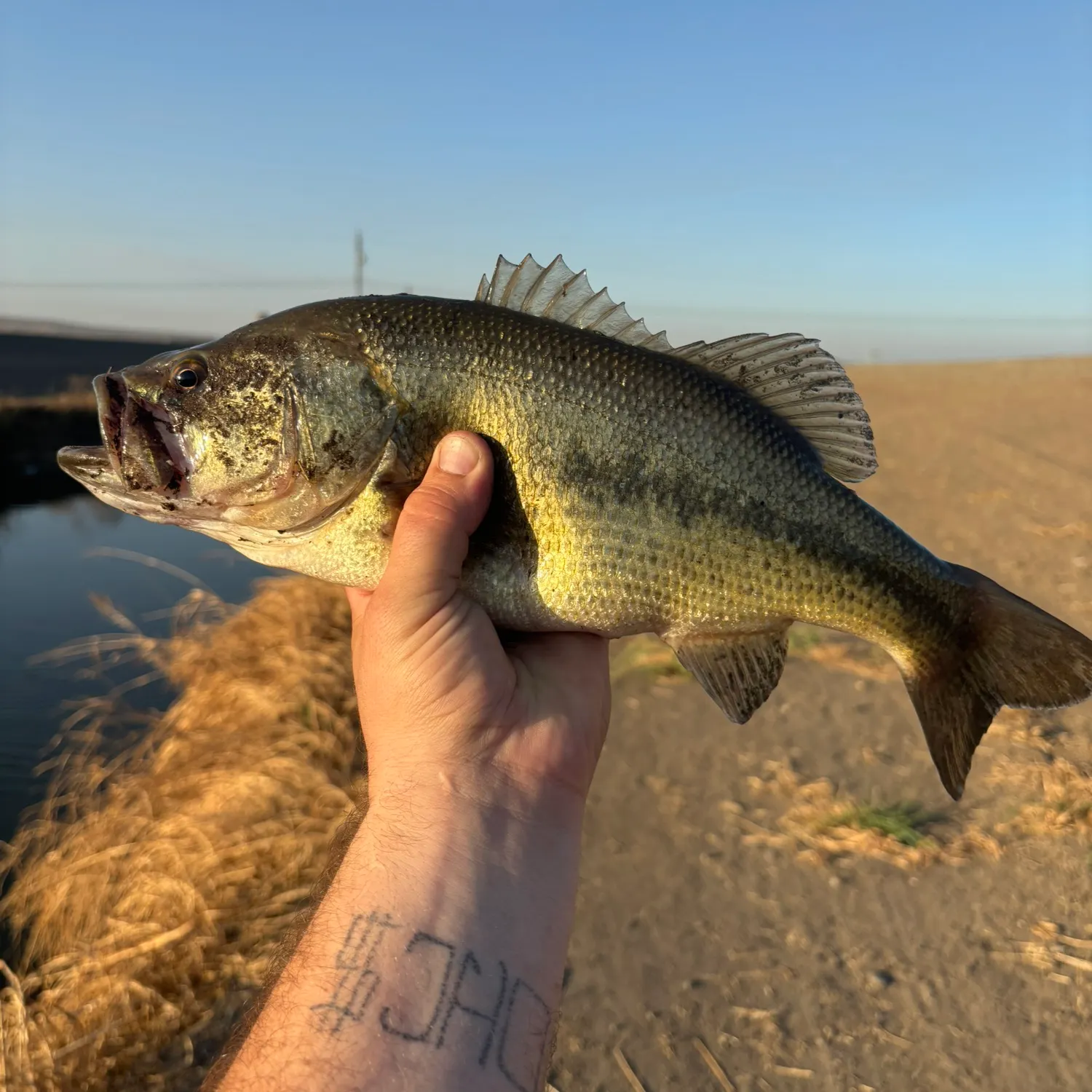 Largemouth bass caught on Fishbrain