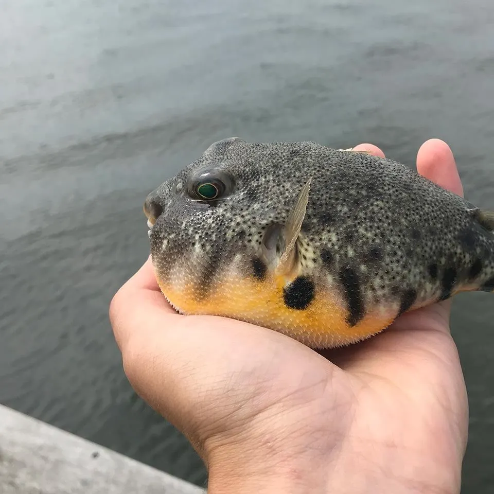 The most recent Milkspotted puffer catches on Fishbrain