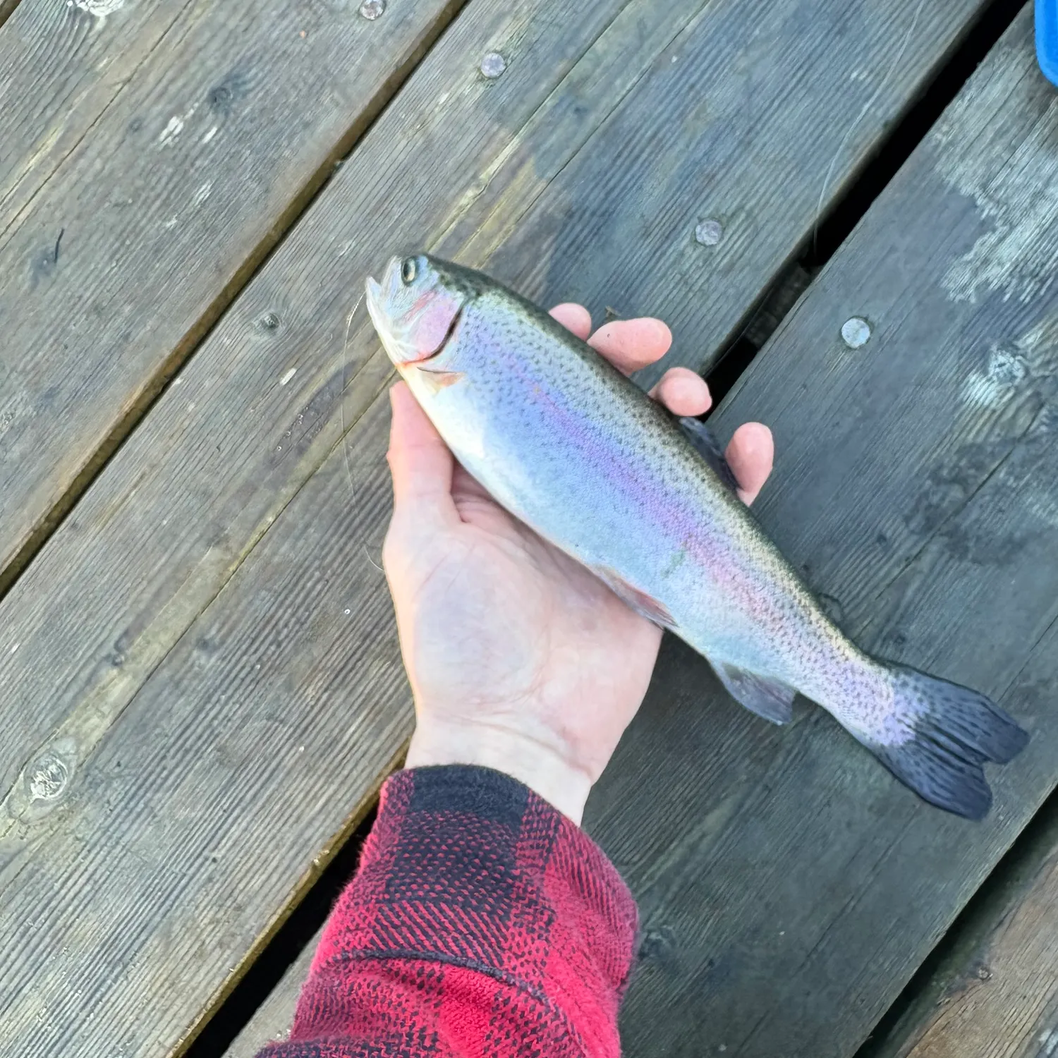 Rainbow trout caught on Fishbrain