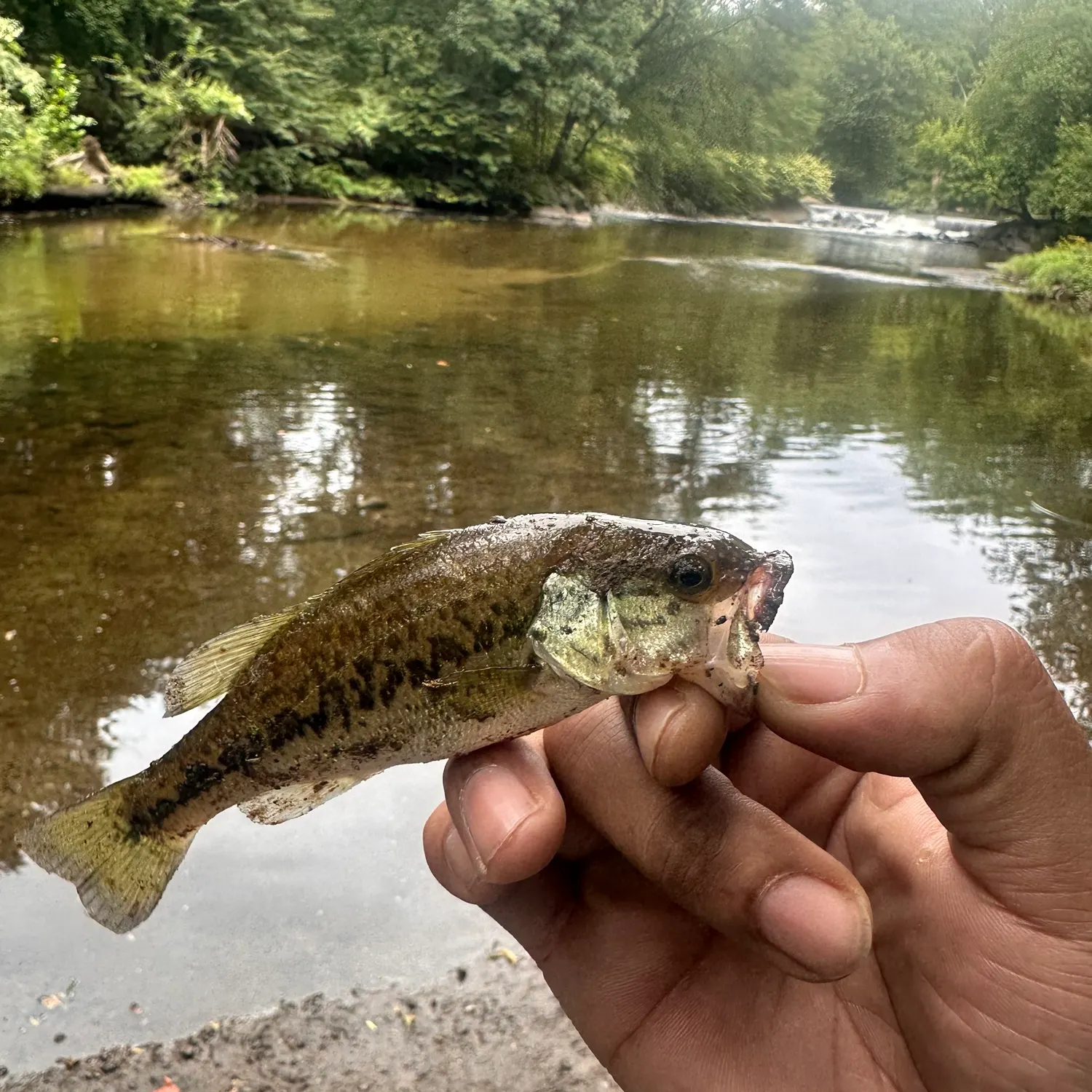 Smallmouth bass caught on Fishbrain