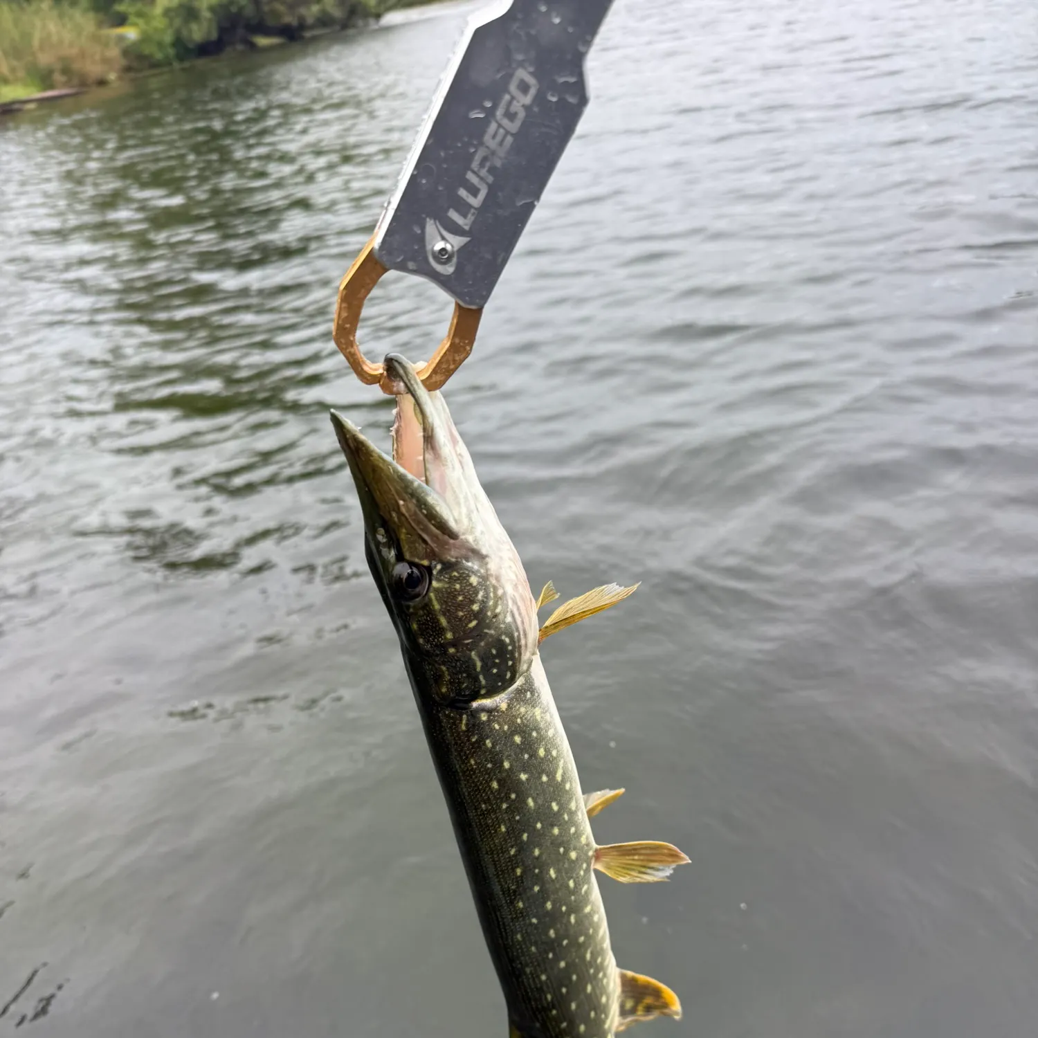 Northern pike caught on Fishbrain
