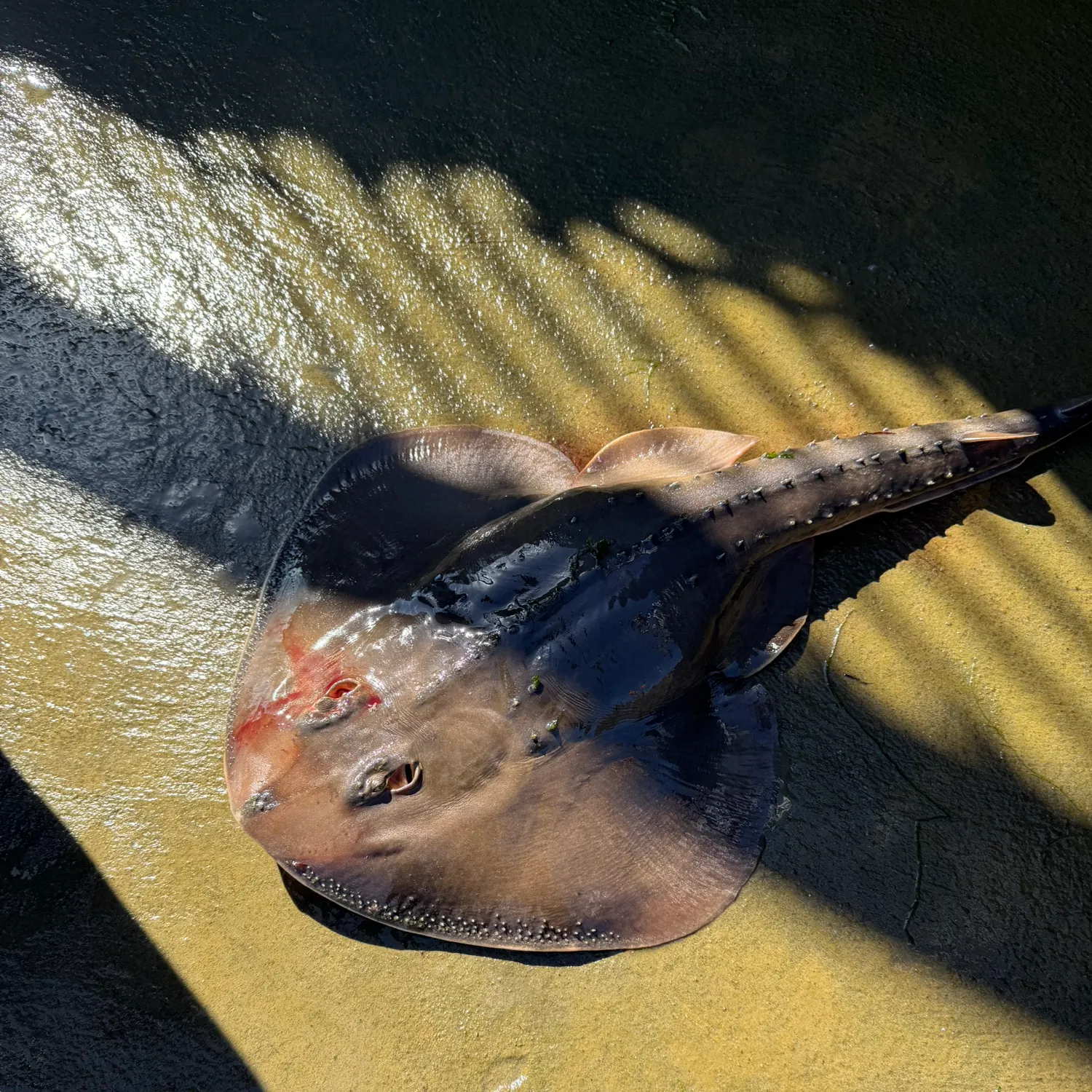 Thornback guitarfish caught on Fishbrain
