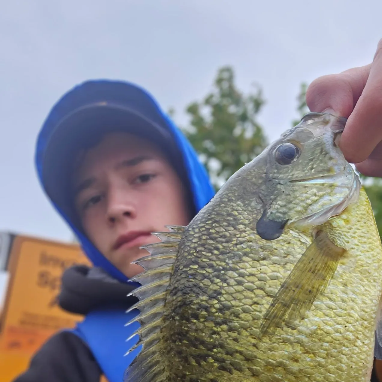 Bluegill caught on Fishbrain