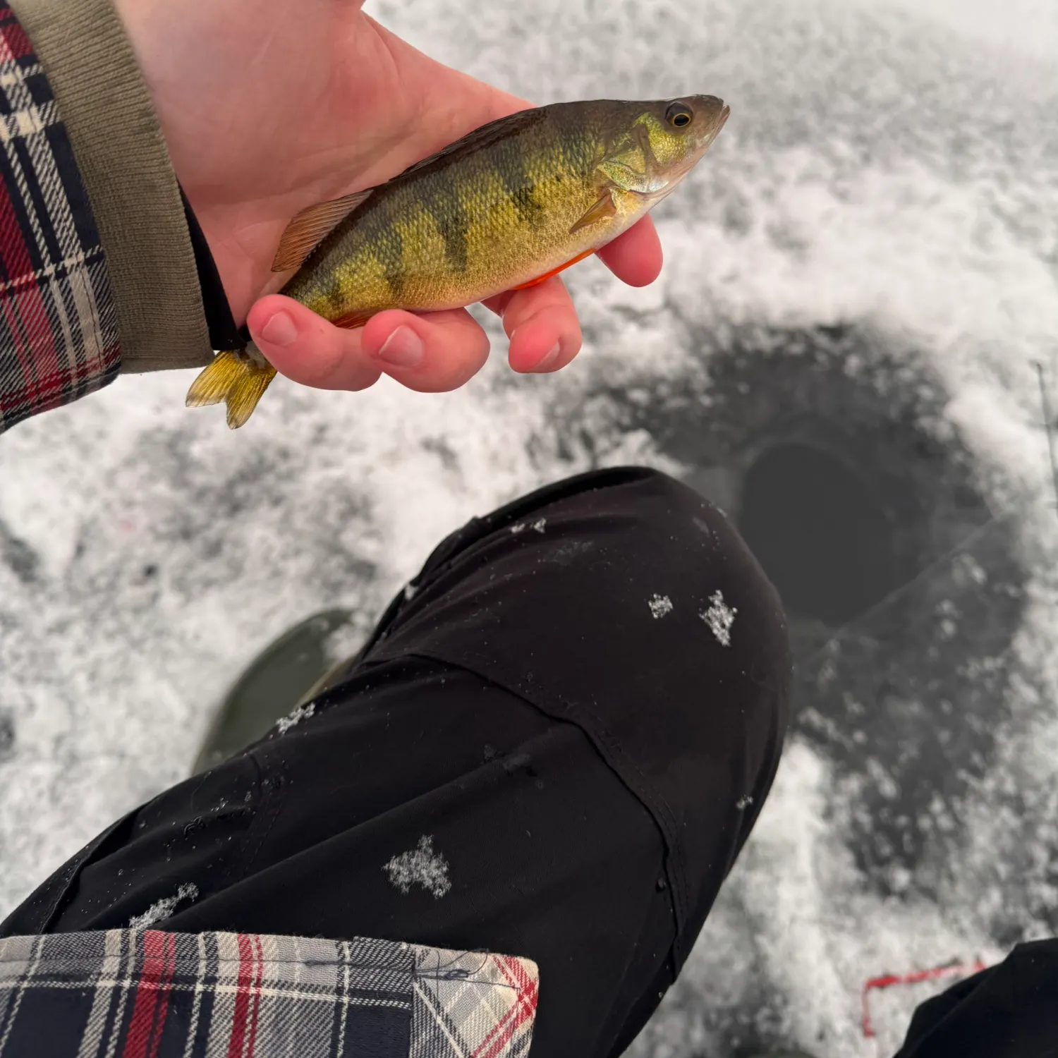 The most recent Yellow perch catches on Fishbrain