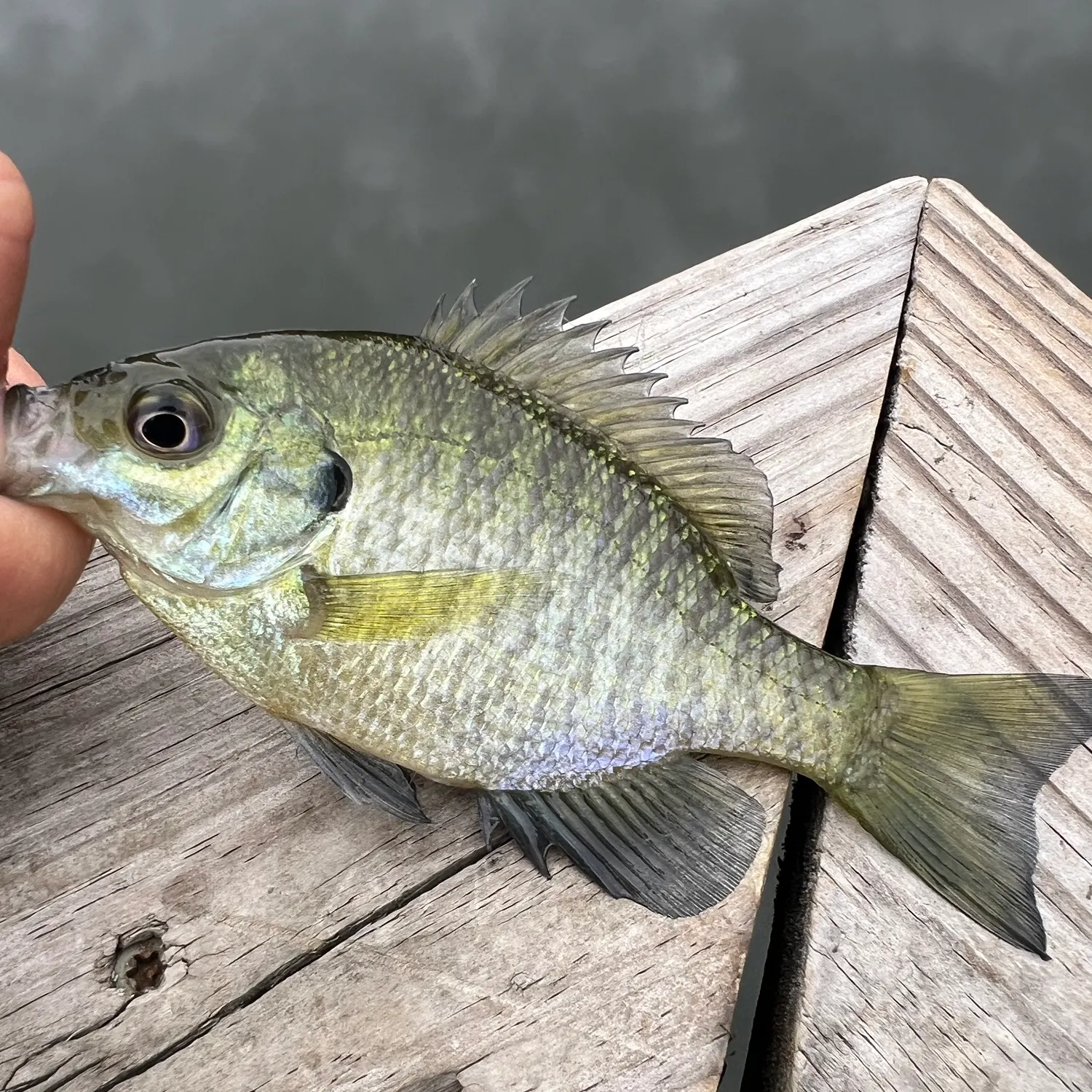 Bluegill caught on Fishbrain