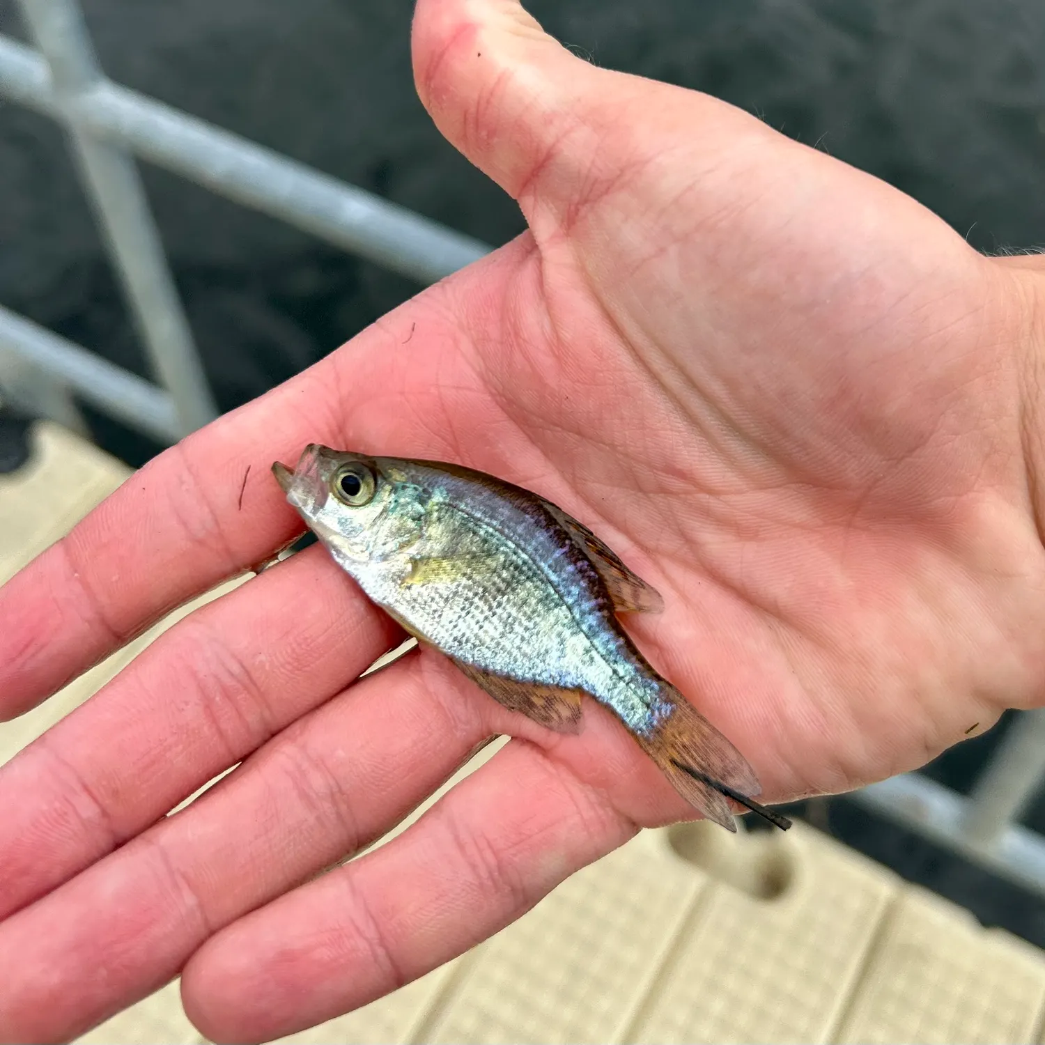 Black crappie caught on Fishbrain
