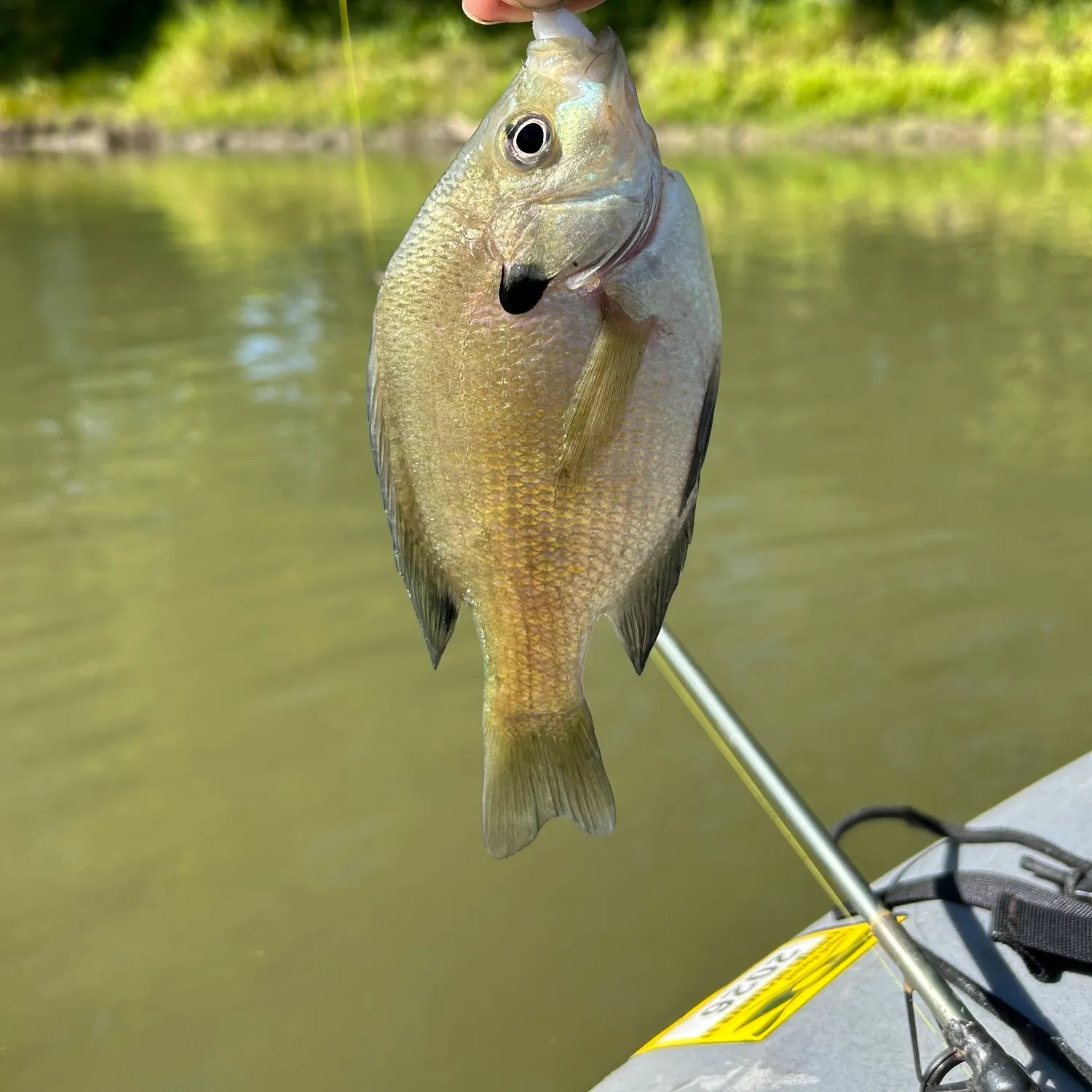 Bluegill caught on Fishbrain
