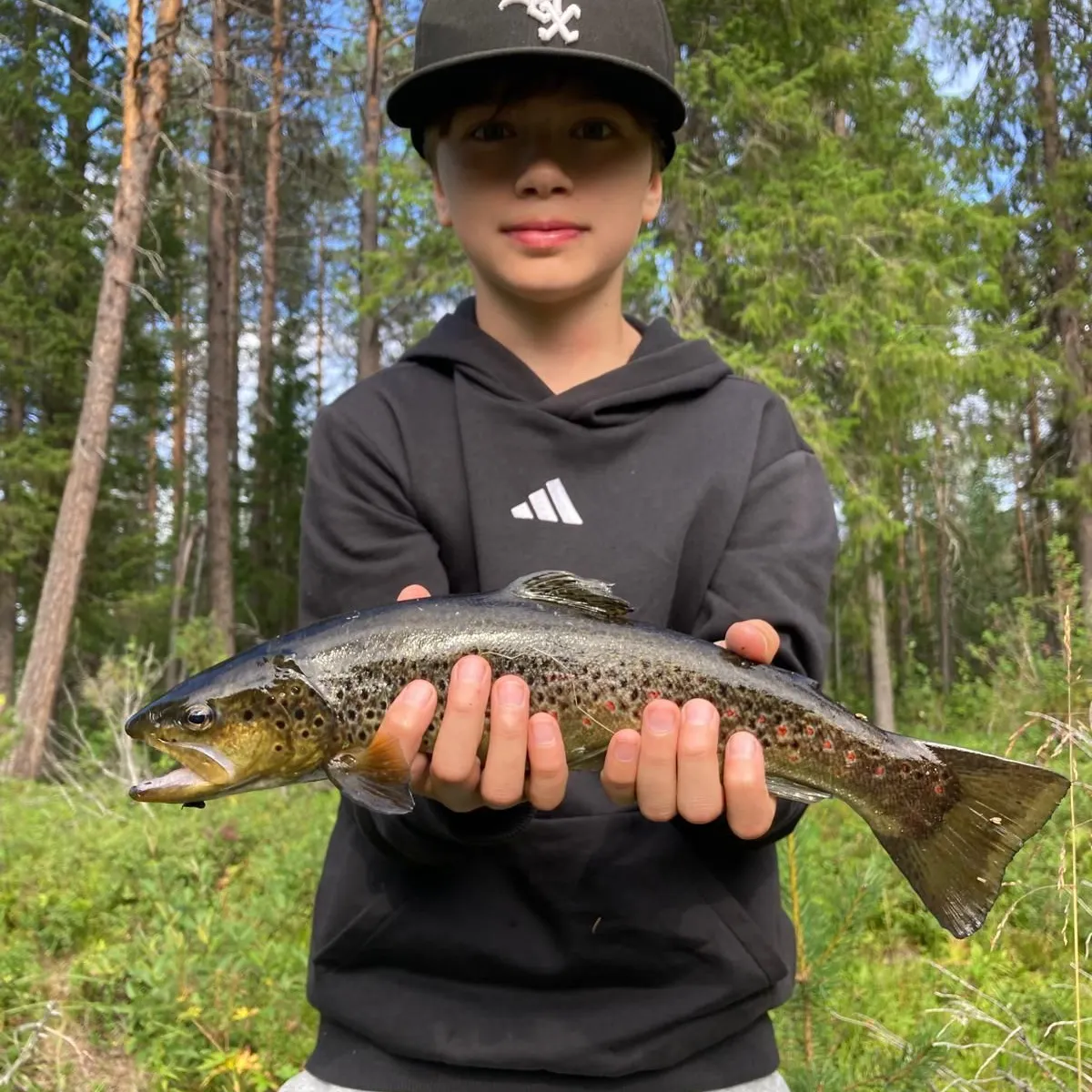 Brown trout caught on Fishbrain