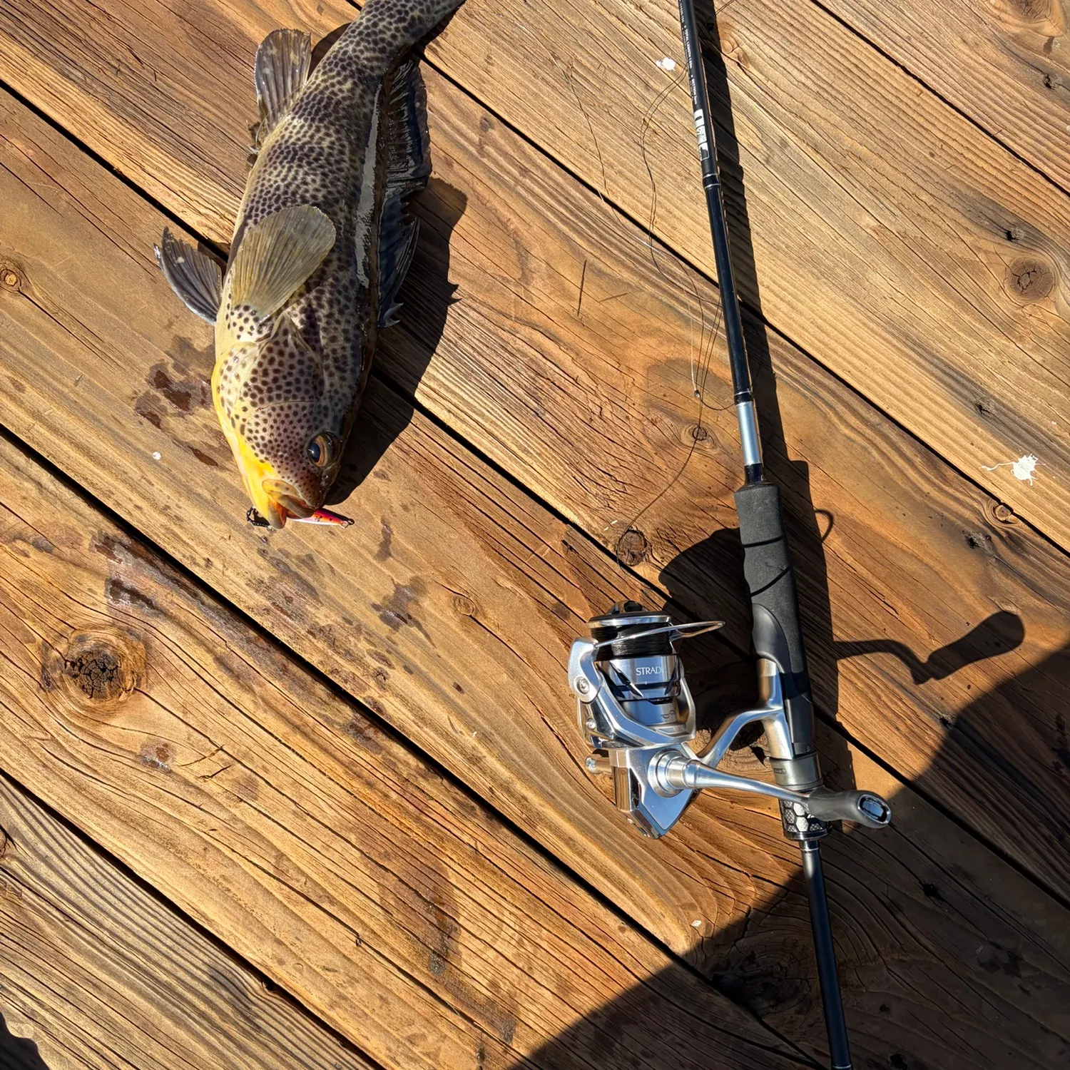 Spotted sand bass caught on Fishbrain
