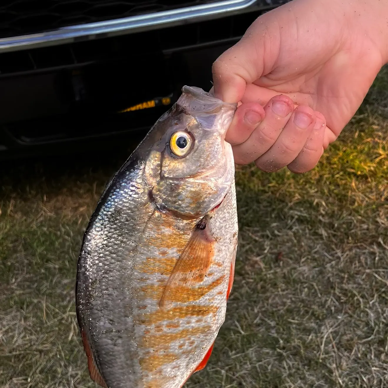 The most recent Redtail surfperch catches on Fishbrain