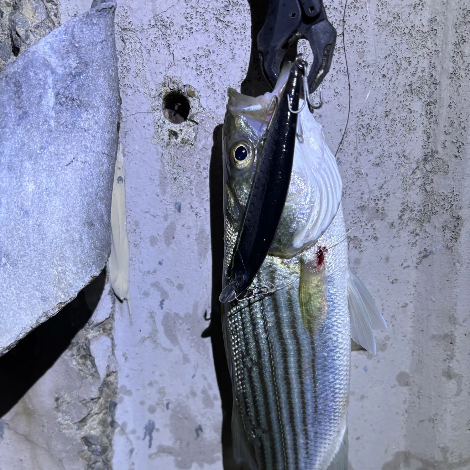 Striped bass caught on Fishbrain