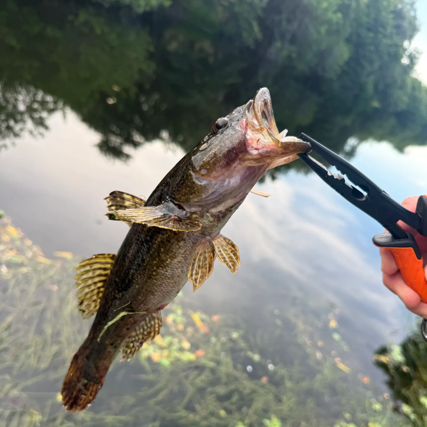 The most recent Bigmouth sleeper catches on Fishbrain
