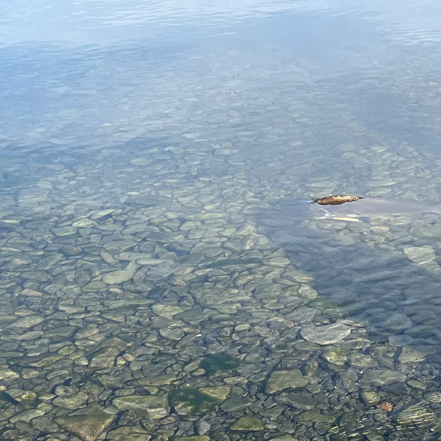The most recent Atlantic sturgeon catches on Fishbrain