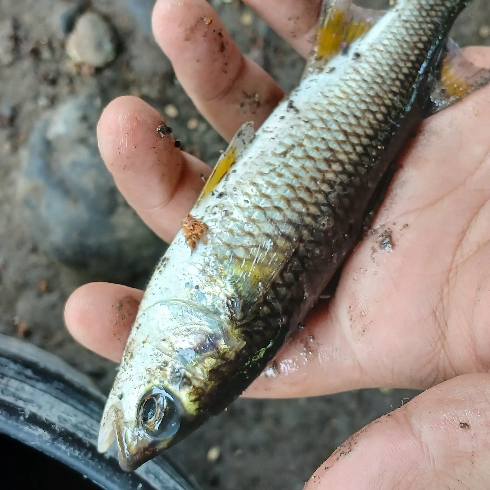 The most recent Mountain mullet catches on Fishbrain