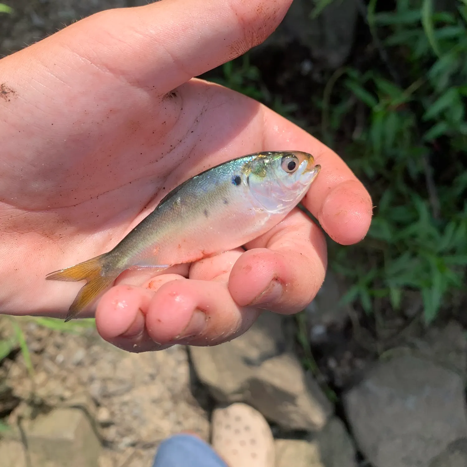 The most recent American shad catches on Fishbrain