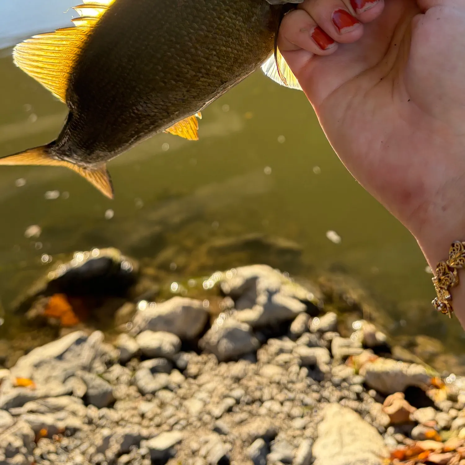 Smallmouth bass caught on Fishbrain
