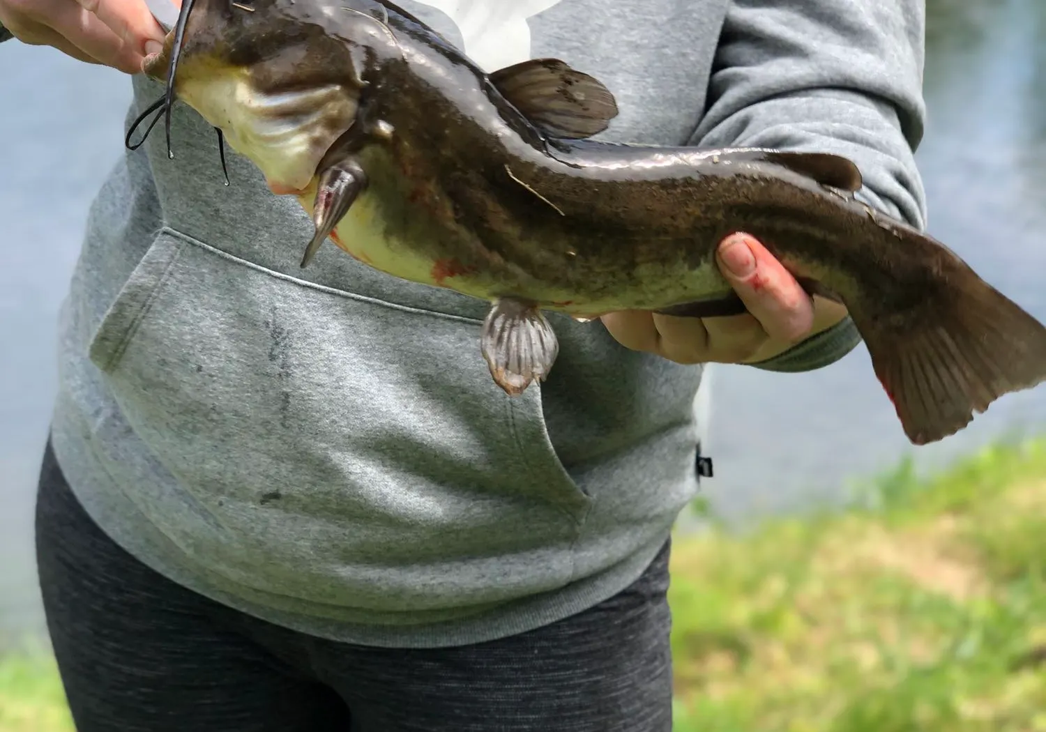 Black bullhead