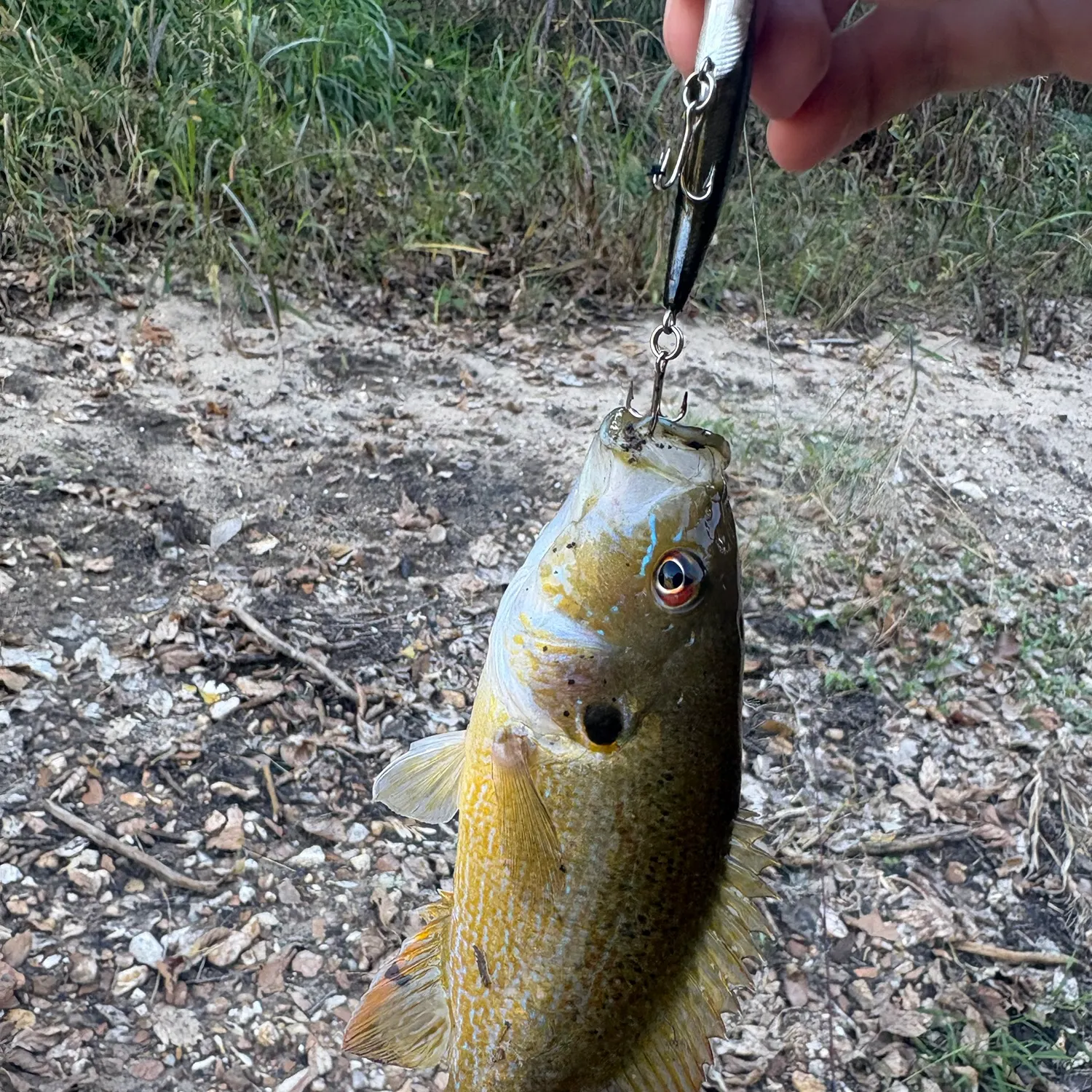 Green sunfish caught on Fishbrain