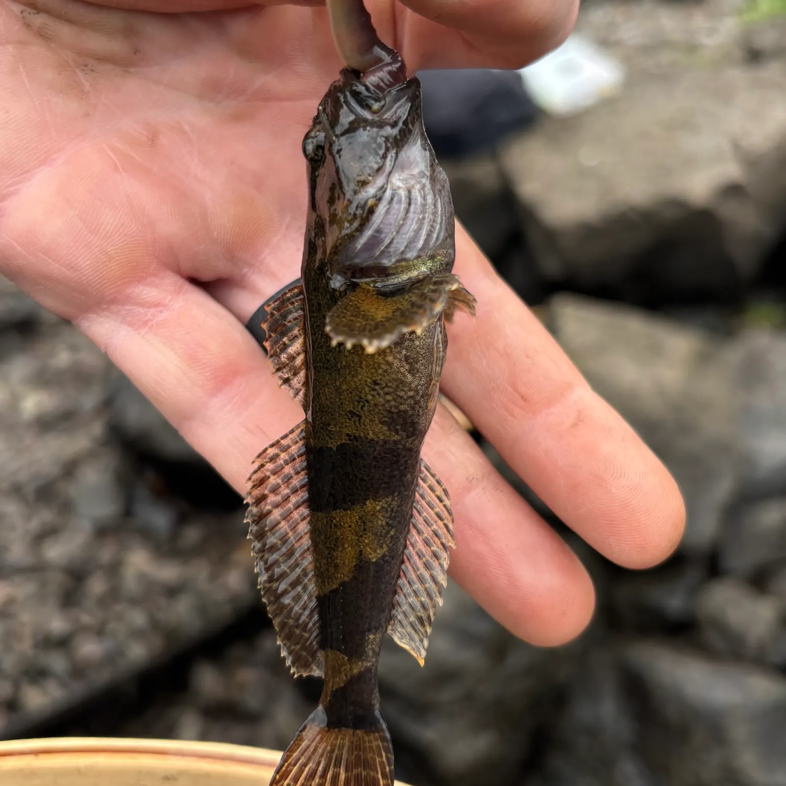 The most recent Mottled sculpin catches on Fishbrain