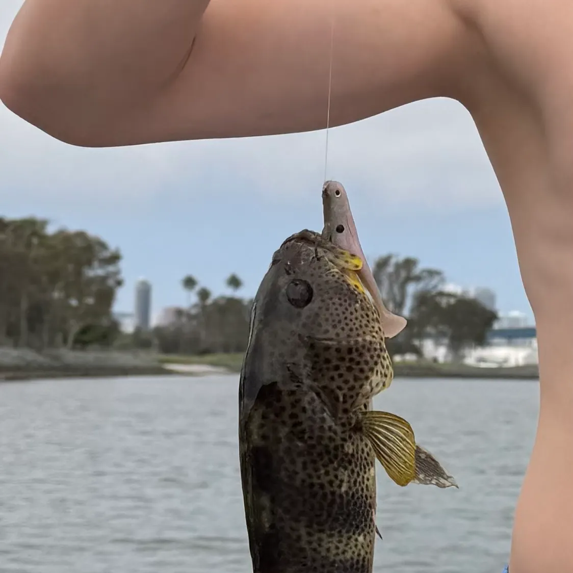 Spotted sand bass caught on Fishbrain