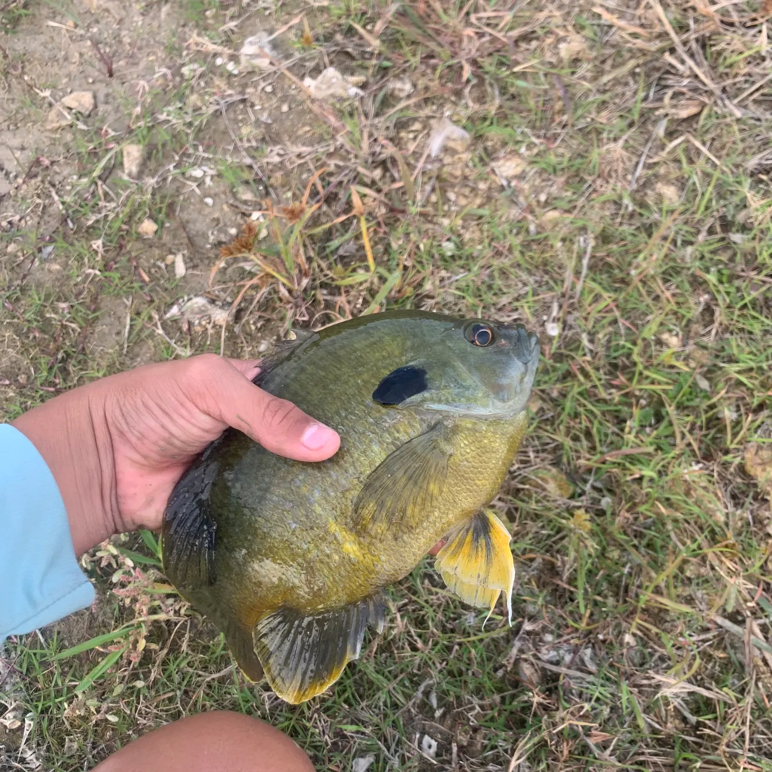 Bluegill caught on Fishbrain