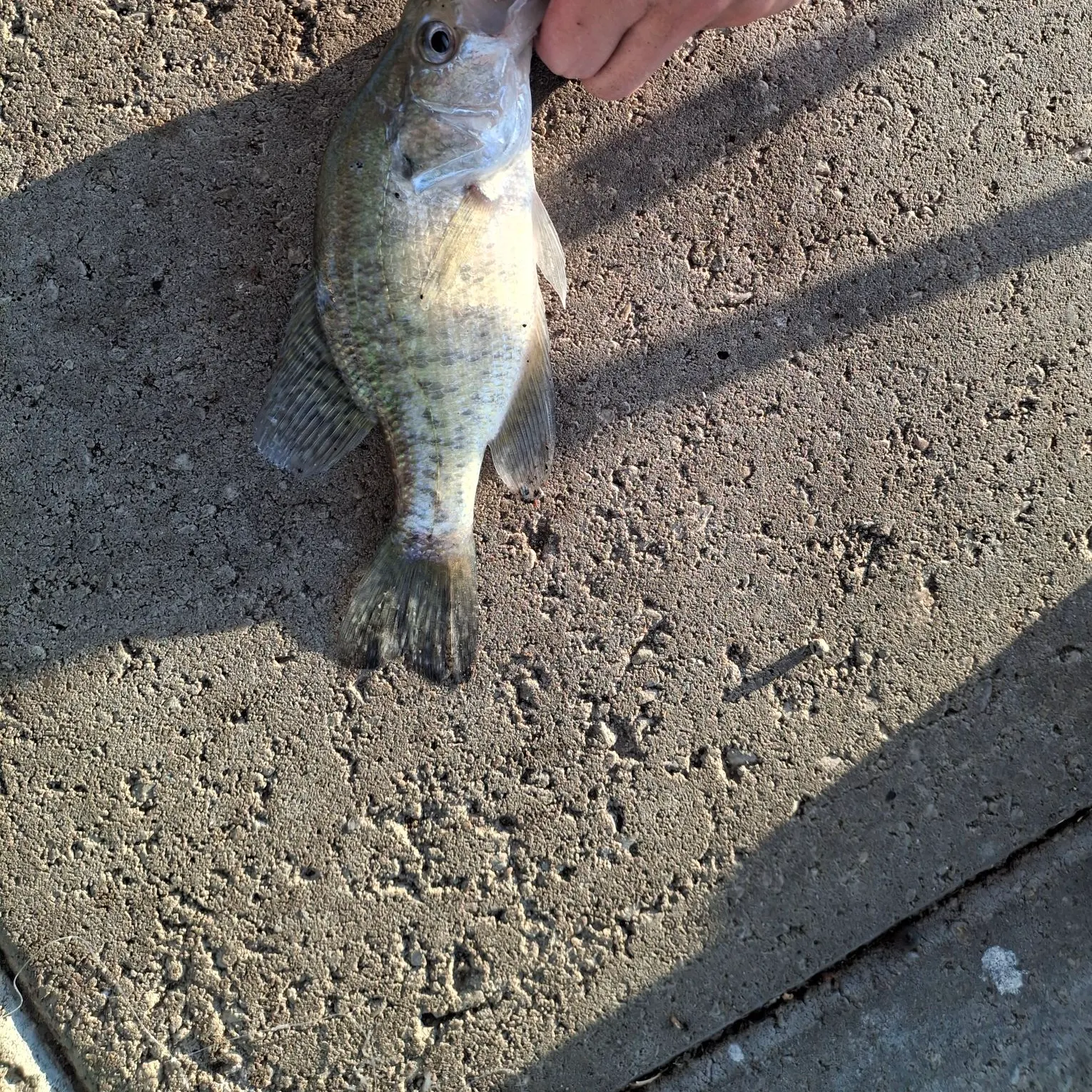 White crappie caught on Fishbrain