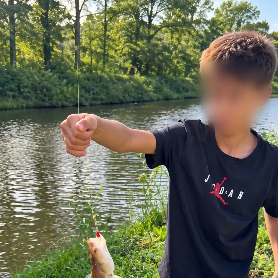 Zander caught on Fishbrain