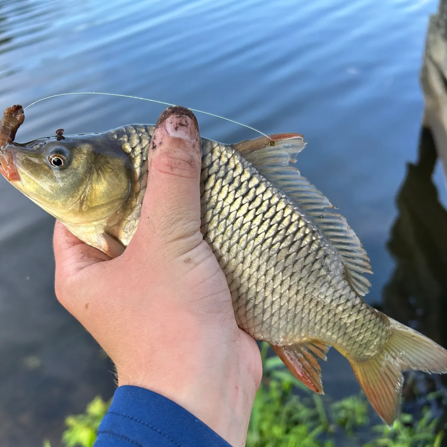 Common carp caught on Fishbrain