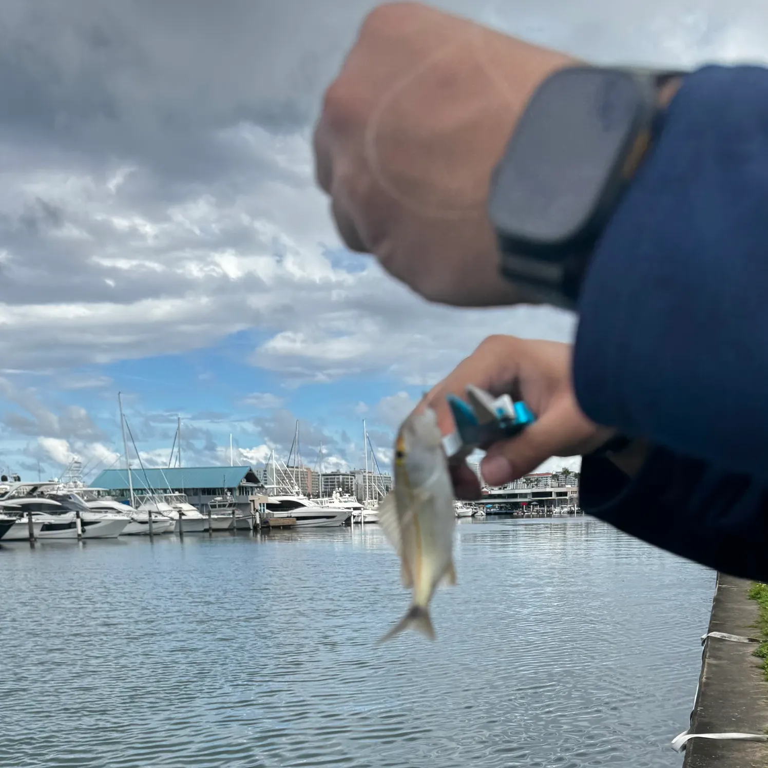 The most recent Schoolmaster snapper catches on Fishbrain