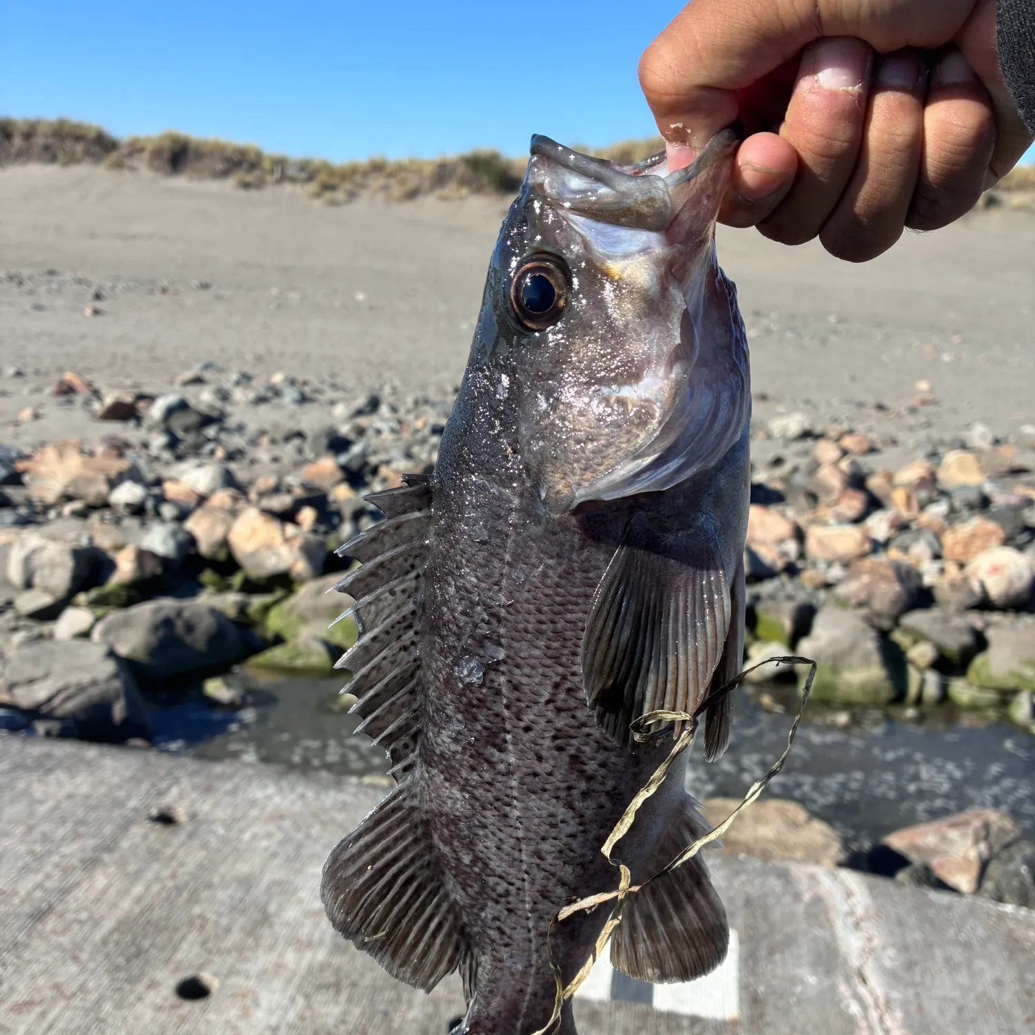 The most recent Black rockfish catches on Fishbrain