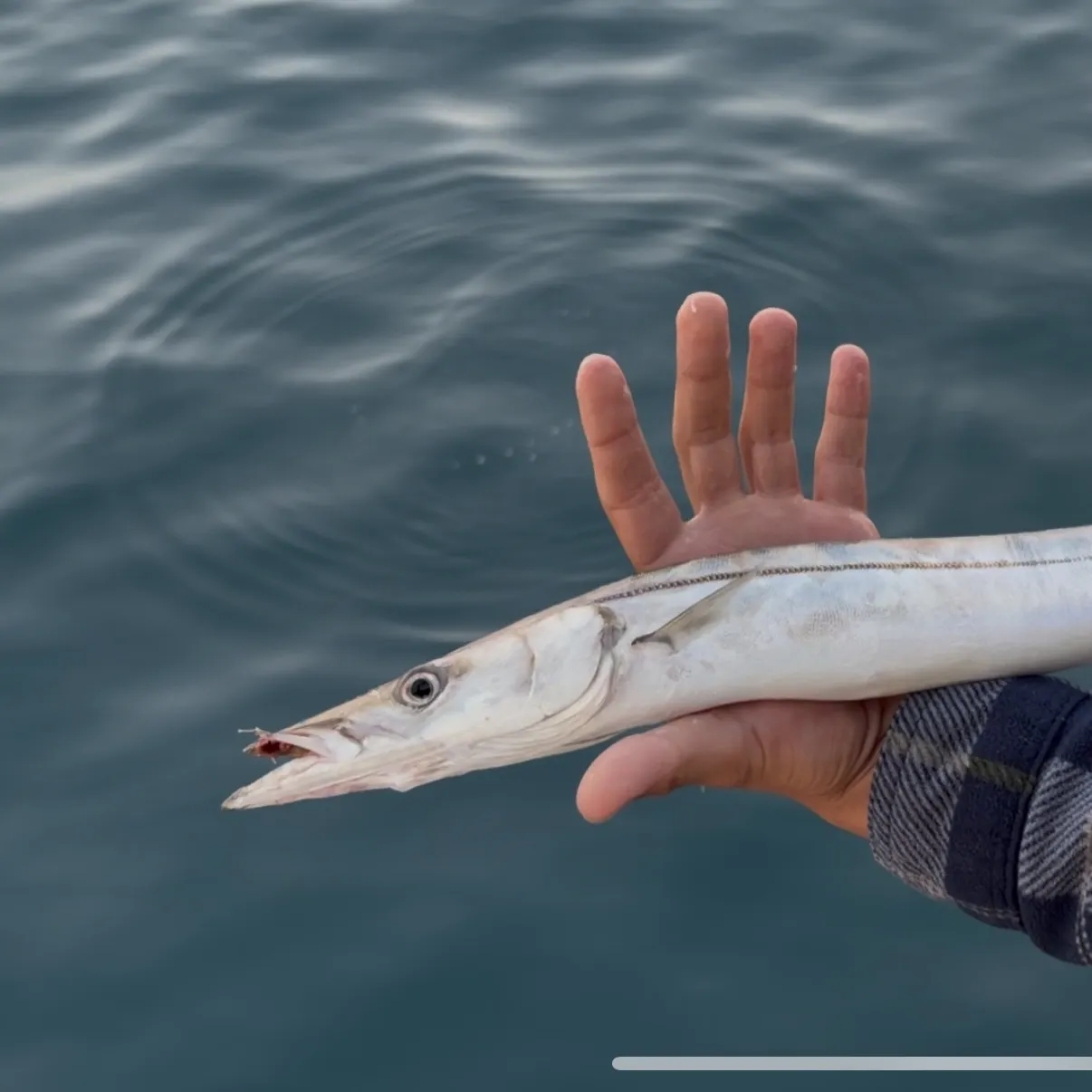 Pacific barracuda caught on Fishbrain